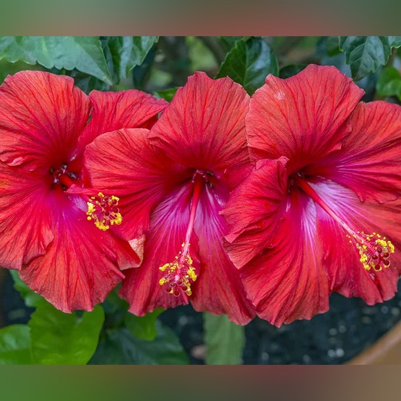 🌸🌴💗🌸🌴💗🌸🌴💗🌸🌴💗🌸🌴💗🌸🌴💗 - Picture 2 of 16